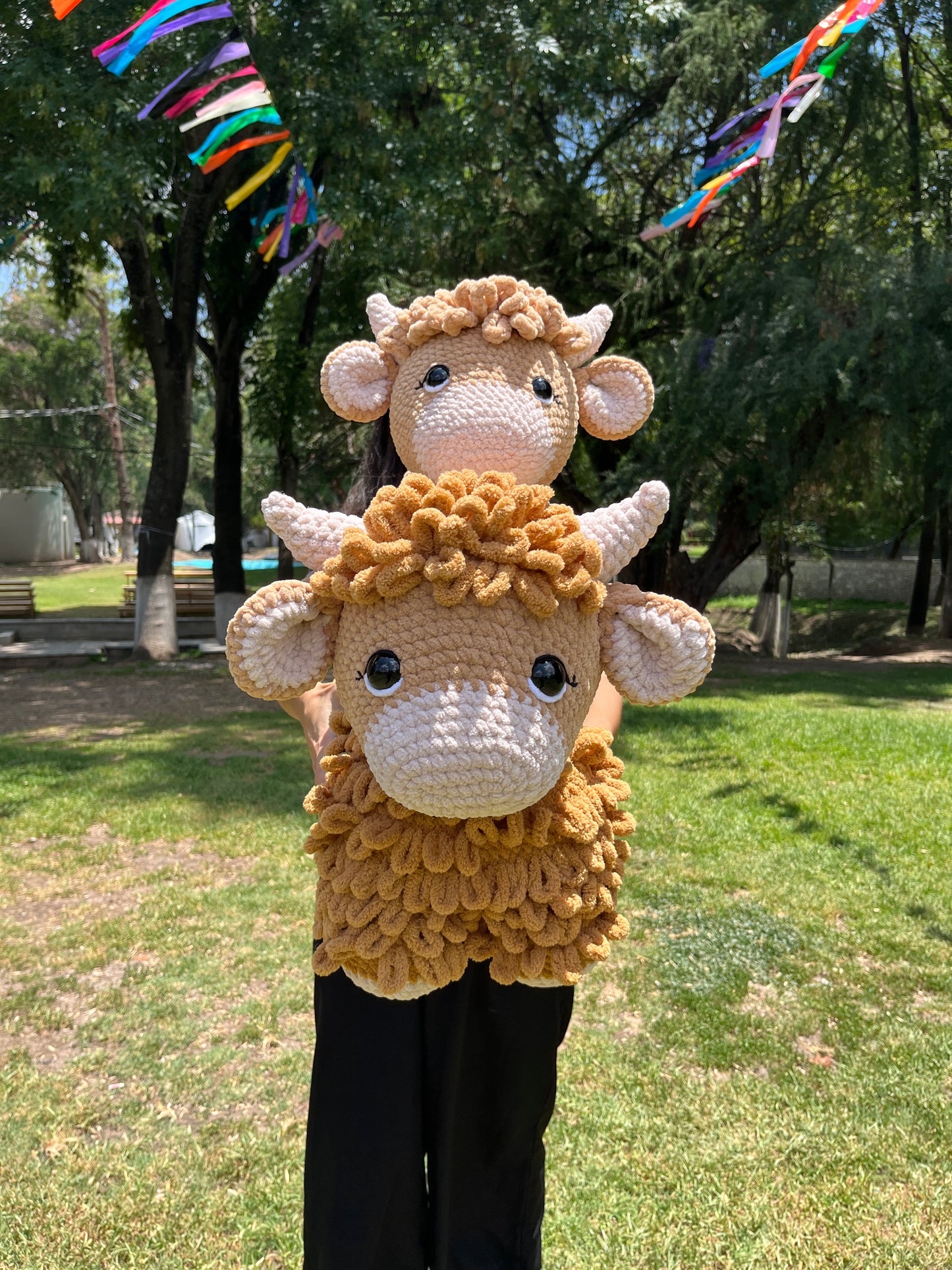 Highland cow