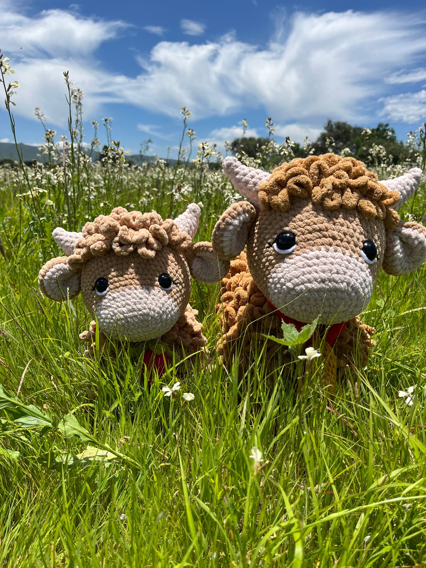 Highland cow
